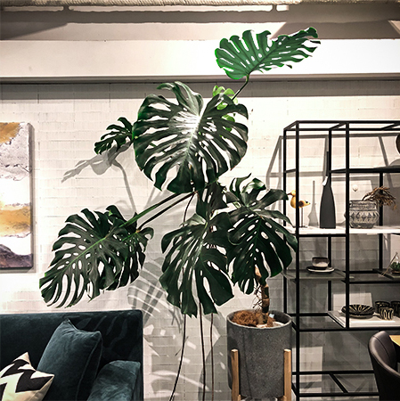 お部屋を華やかにしてくれる 観葉植物の魅力 Armonia ブログ