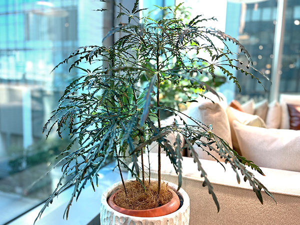 空間に彩りをプラス！春のおすすめ観葉植物